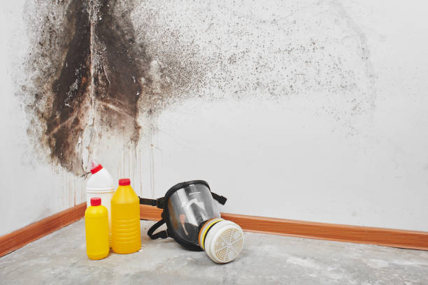Best Residential Mold Remediation in Bunker Hill Village, TX