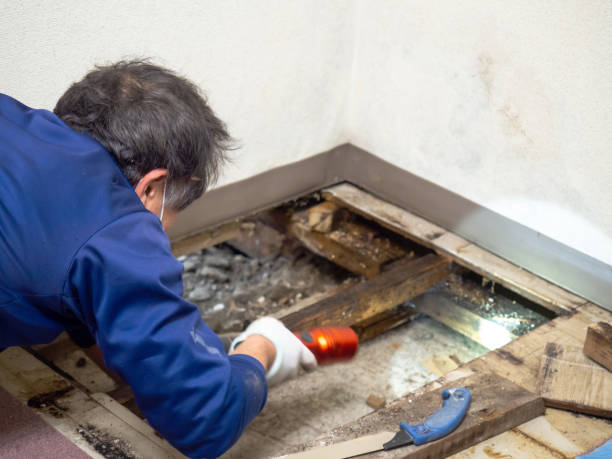Best Mold Testing and Inspection Services in Bunker Hill Village, TX