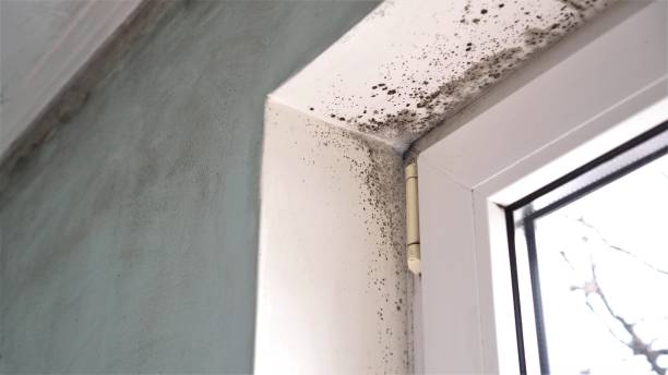 Best Mold Testing and Inspection Services in Bunker Hill Village, TX