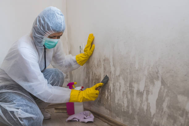 Best Crawl Space Mold Remediation in Bunker Hill Village, TX
