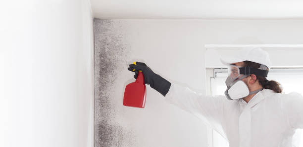 Best Black Mold Remediation in Bunker Hill Village, TX