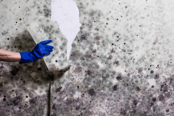 Professional Mold Remediation in Bunker Hill Village, TX