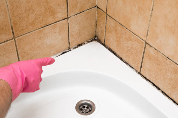 Best Basement Mold Remediation in Bunker Hill Village, TX